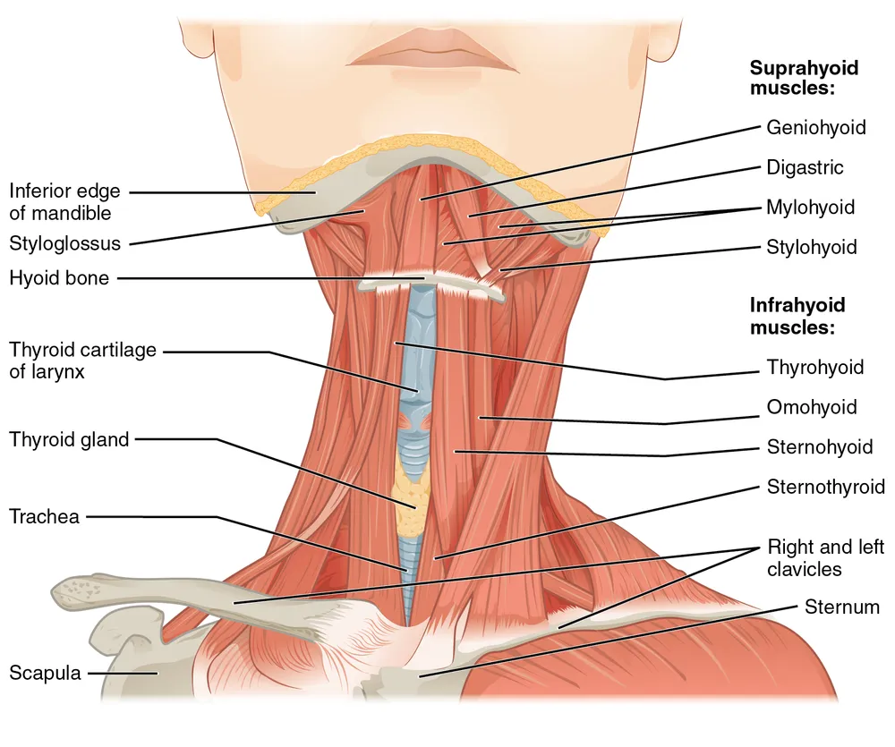 Muscles-of-the-Anterior-Neck